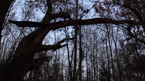 Huge tree with broken branch Stock Footage 120648462