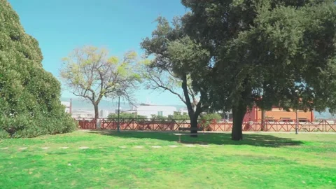 Huge tree in a city park Stock Footage 173823170