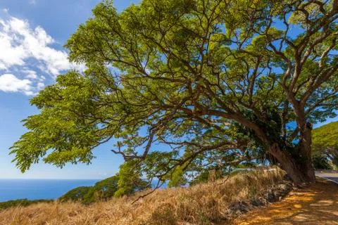 Huge tree on the coastline Stock Photos
