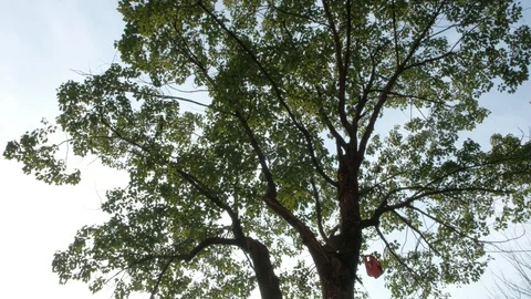 Huge Tree crown under the blue sky Stock Footage 95835544