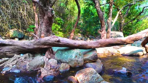 Huge Tree Fallen in the Water Video stock 264352630
