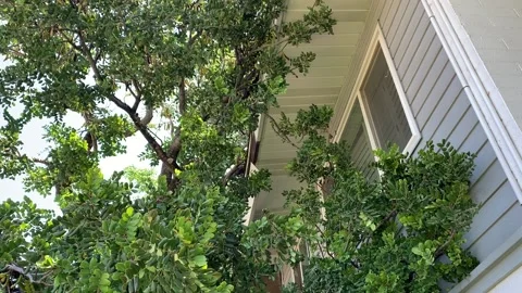 Huge Tree Falling on House Stock Footage 132048323