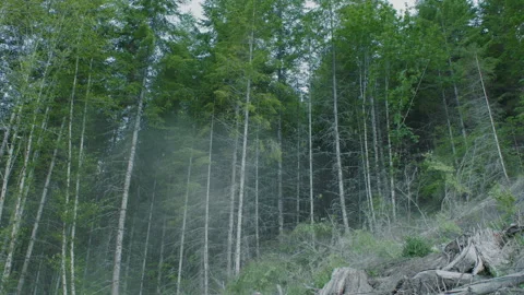 Huge tree falls during logging in Oregon Stock-Footage 232441090