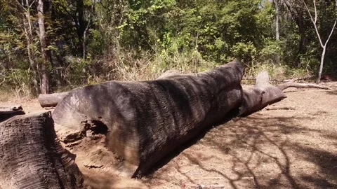 A huge tree that fell down Stock Footage 201499183