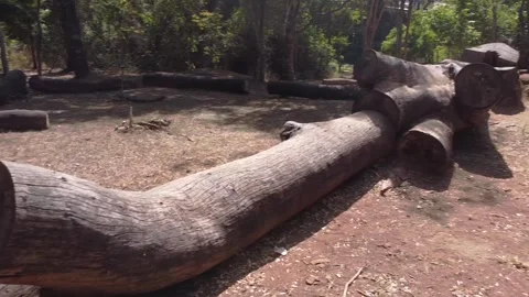 A huge tree that fell down Stock Footage 201499524