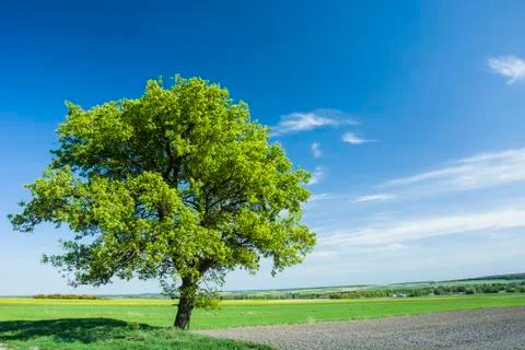 A huge tree in the field 库存照片