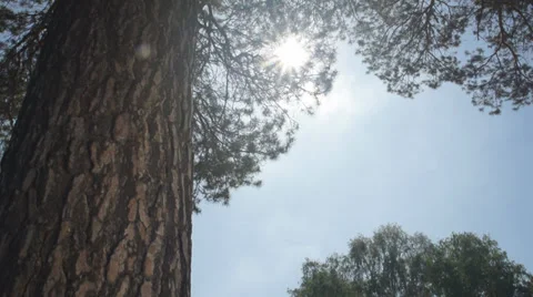 Huge tree Vídeos de archivo 27238608