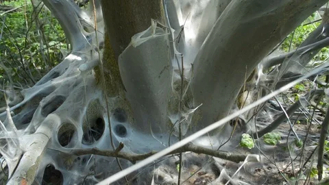 Huge tree in the forest all covered in web made by bird-cherry moth larva worms 動画素材 90613608