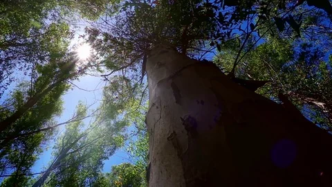 Huge tree in Forest and Sunlight Stock Footage 108873016