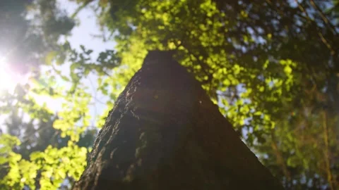 A huge tree in a forest in Austria Stock Footage 157851867