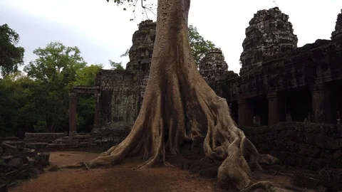 A huge tree grows in the temple of Banteay Kdei, the temple complex of Angkor Wa Stock Footage 106623399