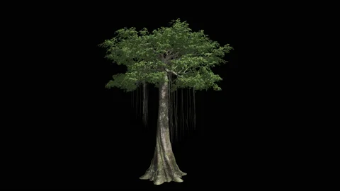 The huge tree Kapok. Format MOV, codec png with alpha channel Stock Footage 89360985