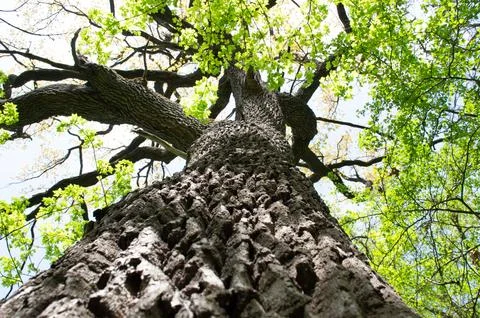 A huge tree with a large trunk Stock Photos