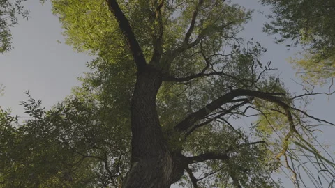 Huge tree with long branches shakes in wind against blue sky Video stock 245991792