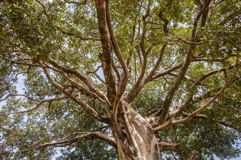 Huge tree with lot of branches Stock Photos