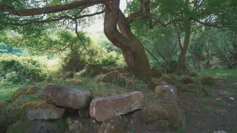 A huge tree in the middle of the forest Vídeos de archivo 131174042