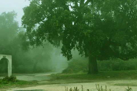 Huge tree in mist Stock Photos