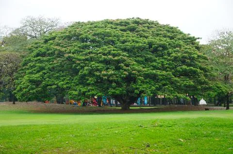 A Huge Tree in a Park Stock Photos