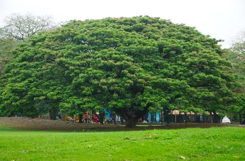 A Huge Tree in a Park Stock Photos