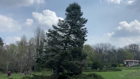 A huge tree in the park withstood all the storms. It stands and lives. Stock Footage 239018593