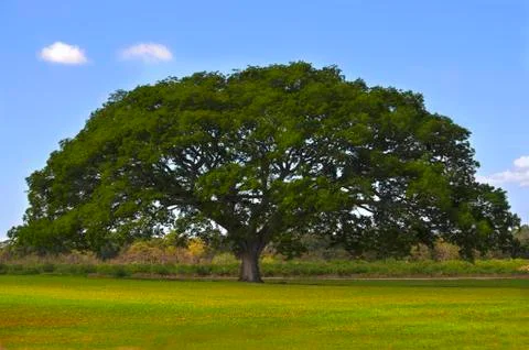 Huge tree Stock Photos