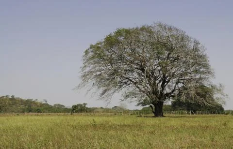 Huge Tree Stock Photos