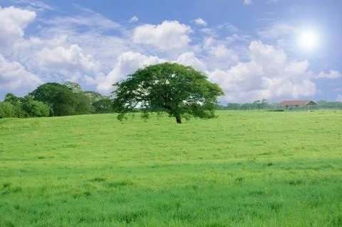 Huge tree Stock Photos