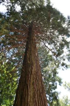 Huge tree Stock Photos