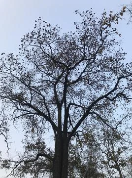 The huge tree Stock Photos