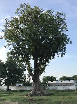 A huge tree Stock Photos