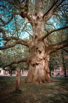 A huge tree 스톡 사진