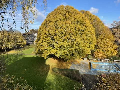 Huge tree at playground Stock Photos