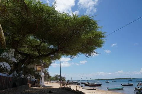 Huge tree providing some shade on the way from Shela to Lamu, Lamu Island Stock Photos