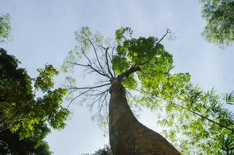 A huge tree at Pusing Watefalls. 写真素材