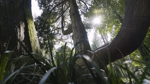 Huge tree in rainforest forest park Stock Footage 100455241