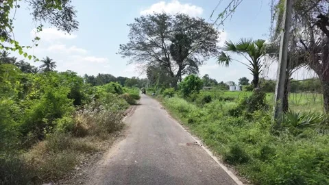 Huge Tree on the Road Side Video stock 263879094