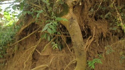 A huge tree root emerges from a fertile clay soil, in Ethiopia Stock Footage 230556454