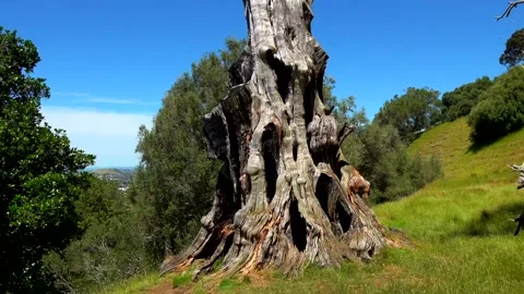 Huge tree roots with big thick bark Stock-Footage 132101443