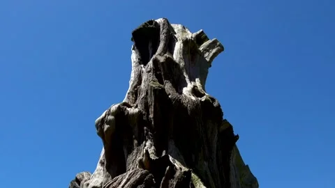 Huge tree roots with big thick bark Stock Footage 132101482