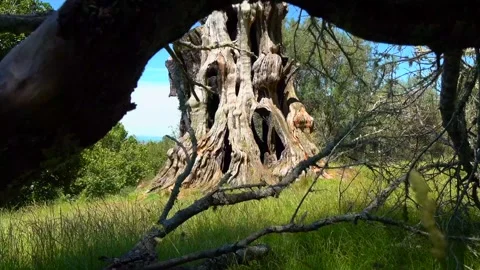 Huge tree roots with big thick bark Stock Footage 132101497