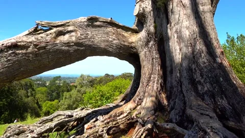 Huge tree roots with big thick bark Stock Footage 132101567