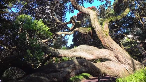 Huge tree roots with big thick bark Stock-Footage 132101698