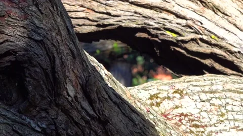 Huge tree roots with big thick bark Stock Footage 132101713