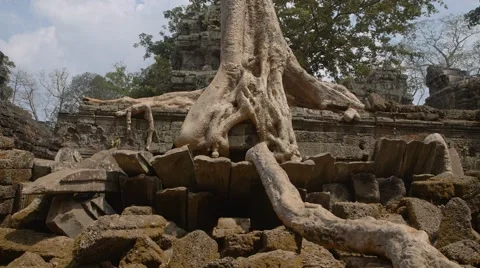 Huge tree on the ruins of an ancient temple of Angkor, Cambodia Stock Footage 49405396