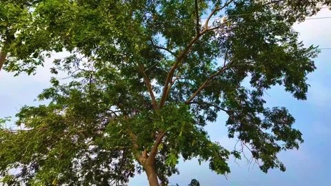 Huge Tree - Slow Motion Shot Stock Footage 262206321