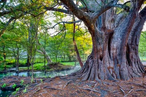 Huge tree in a small swamp with thin fog Stock Photos
