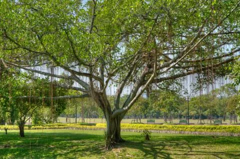 A Huge Tree with Sprawling Branches and Hanging Roots (in high dynamic range) Stock Photos