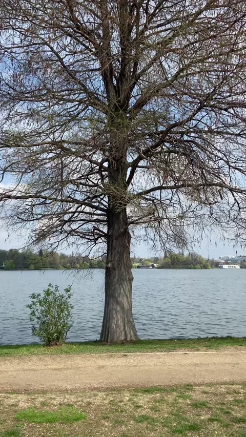 A huge tree with spreading branches stands beautifully under  the lake. Stock Footage 239017928