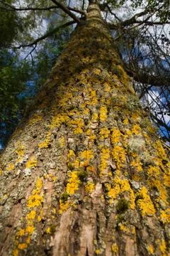 Huge Tree Straight Photos