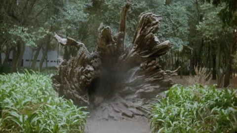 Huge tree stump Stock Footage 228679204